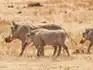 Warthogs walking through dry grassland in Addo Elephant Park, South Africa, with their tails raised and heads lowered.