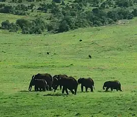 Addo Elephant Park