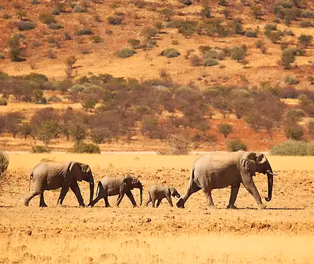 Looking for Desert-Adapted Elephants? Here’s Where to Find Them in Namibia
