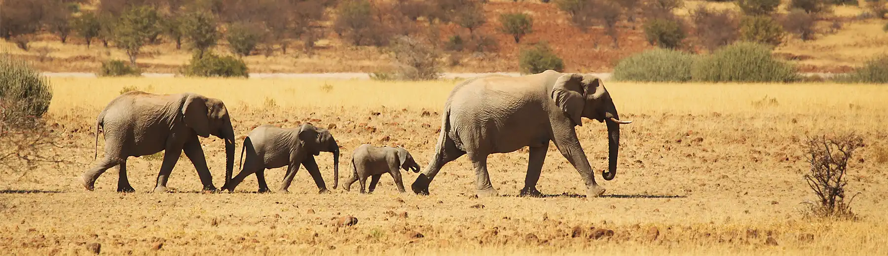 A herd of desert-adapted elephants, including calves, walking across the arid savannah in Damaraland, Namibia, with dry grasses and red hills in the background. 