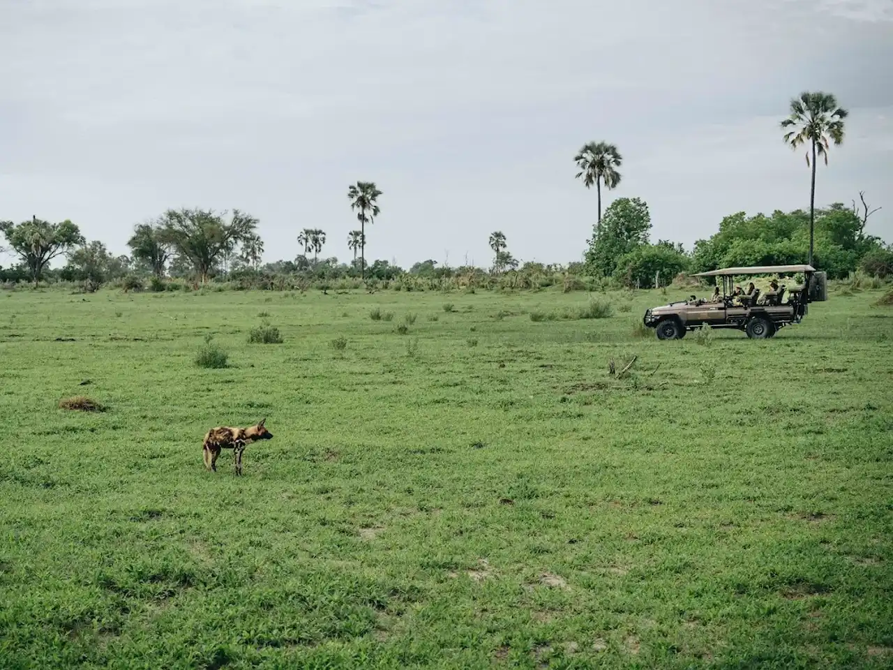 Atzaro Okavango