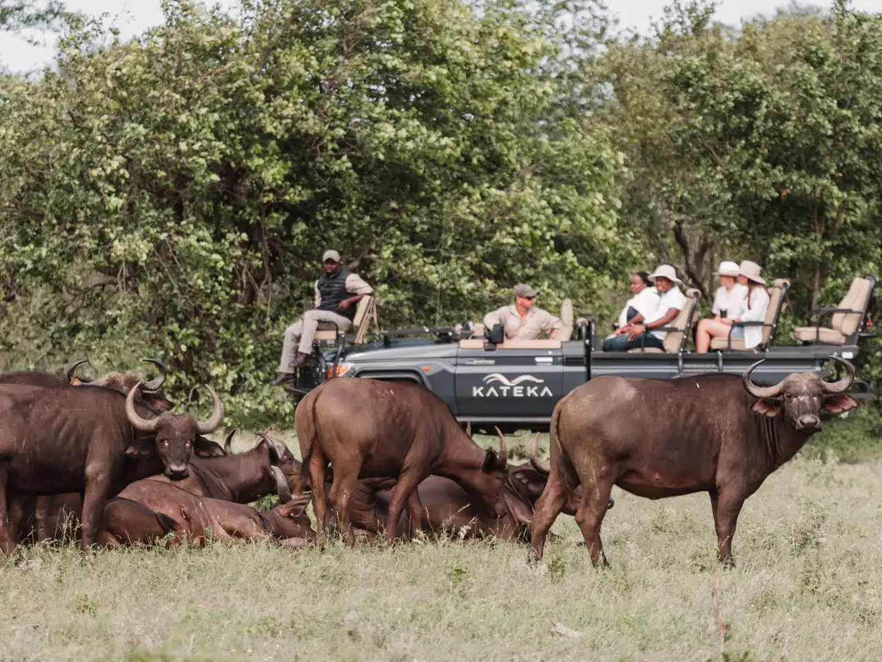 Kateka Safari and Wellness