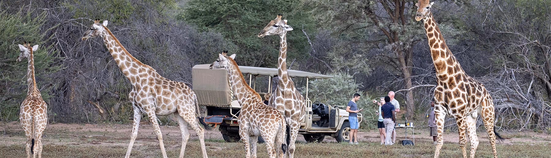 Giraffes grazing near a safari vehicle as visitors enjoy a break at Okonjima Nature Reserve, Namibia