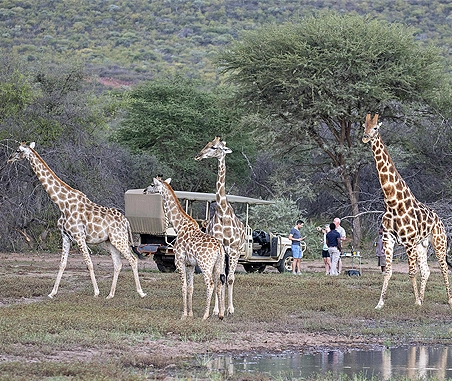 Giraffes grazing near a safari vehicle as visitors enjoy a break at Okonjima Nature Reserve, Namibia