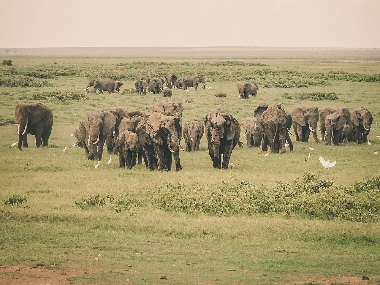 Herd of elephants with white egrets on the open savannah of Botswana’s Tuli Block, home to Africa’s largest elephant population on private land.