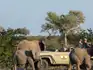 Safari vehicle from Mashatu Game Reserve in Botswana’s Tuli Block watching a herd of elephants up close during a game drive.