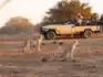 Safari vehicle from Mashatu Game Reserve in Botswana’s Tuli Block watching cheetahs at close range.