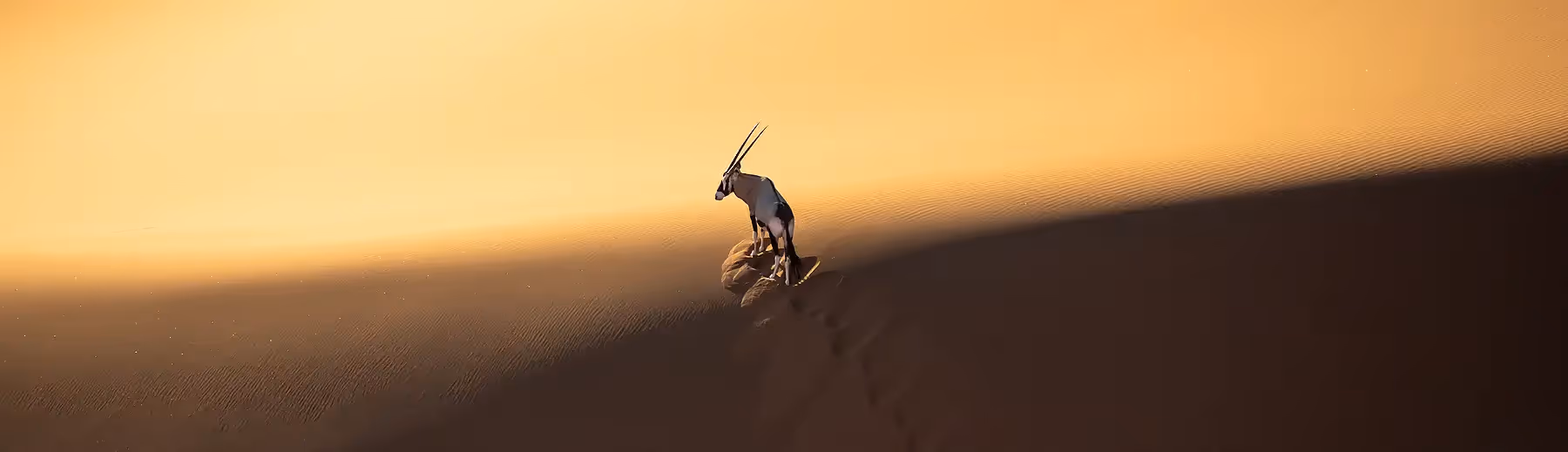 Oryx walking across the golden dunes of Sossusvlei, Namibia