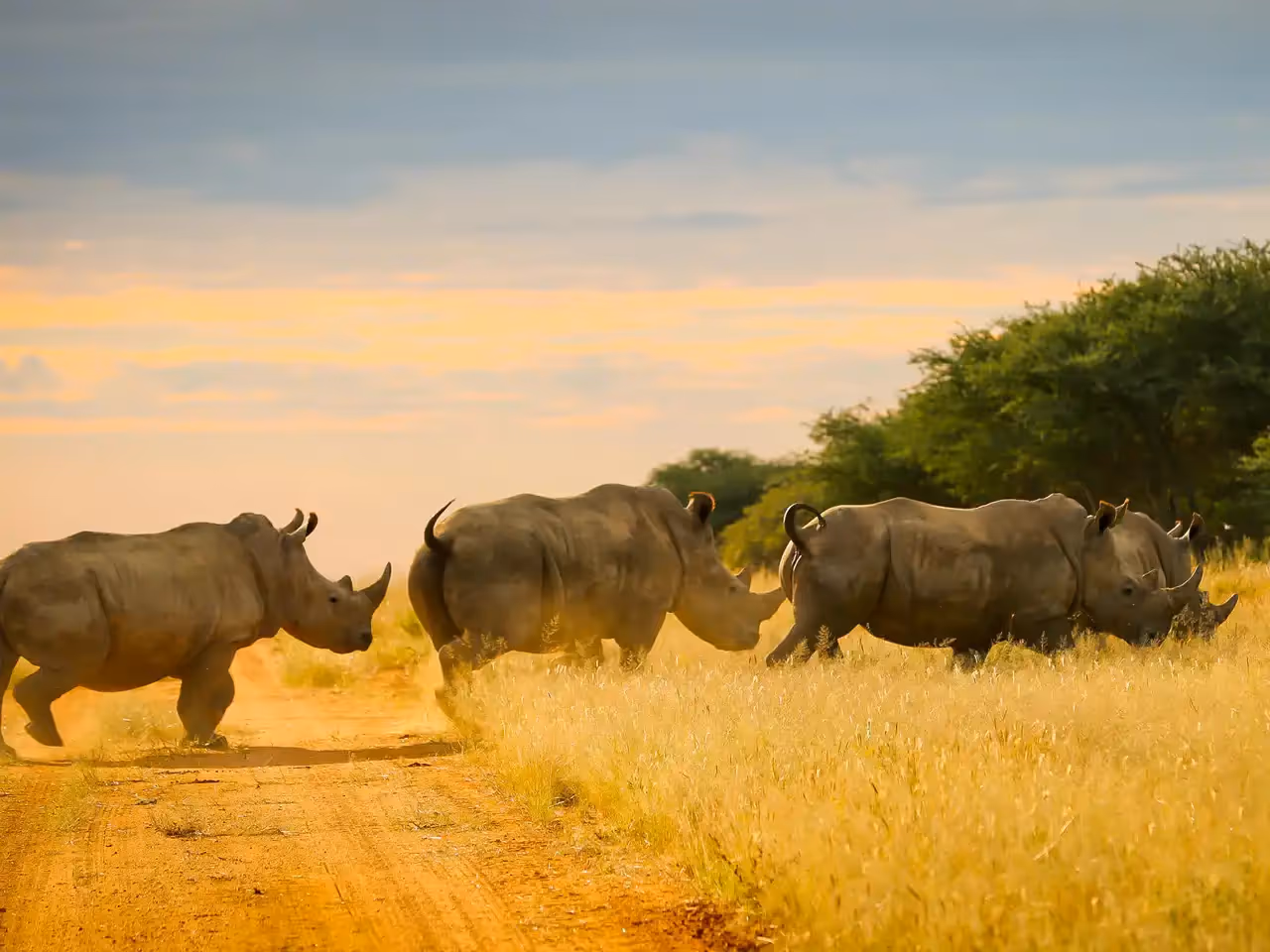 Thorn Bush Tented Camp