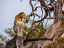 Leopard in Moremi Game Reserve