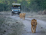 Spot lions when on a game drive in Moremi Game Reserve