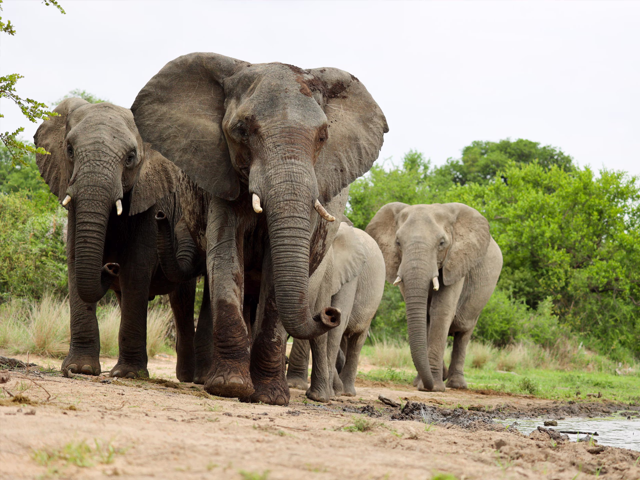 Simbavati River Sands Villa