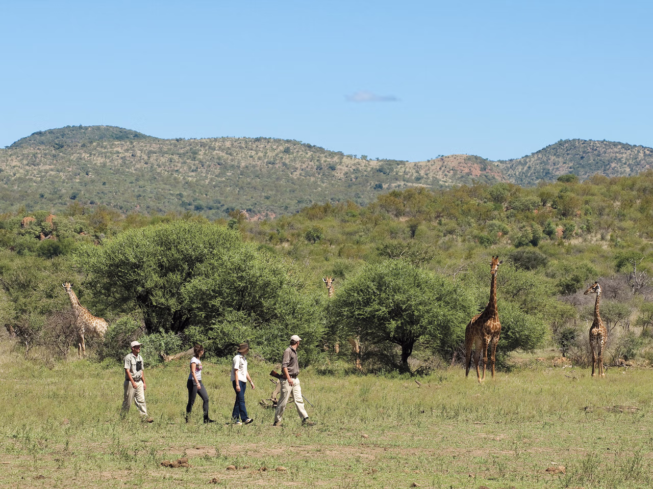 Madikwe Safari Lodge