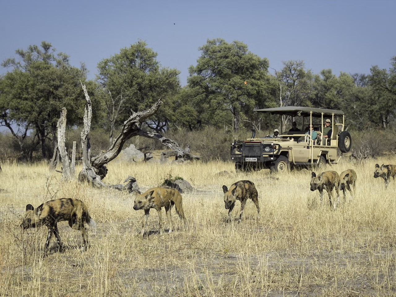 Linyanti Tented Camp
