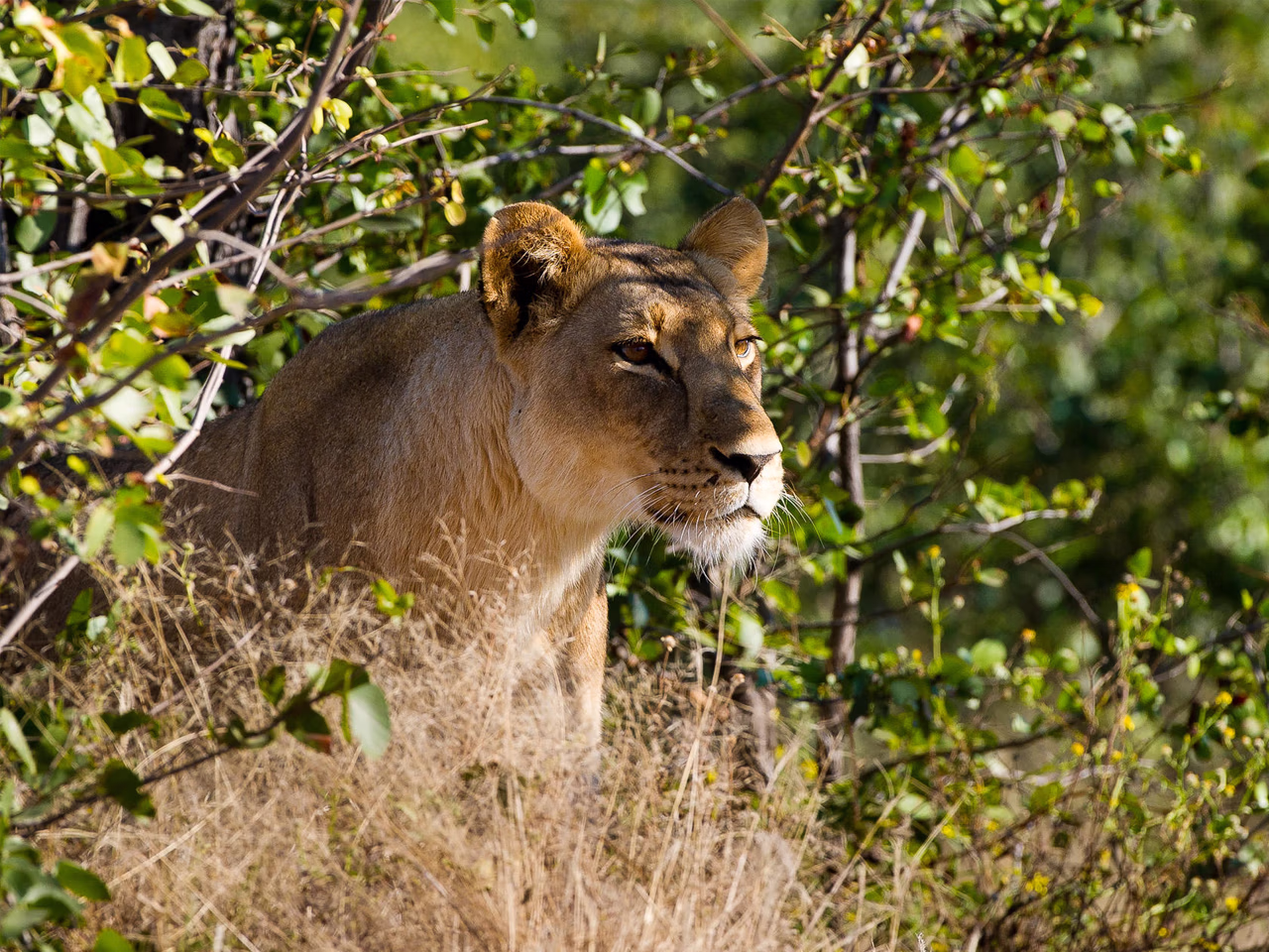 Linyanti Tented Camp
