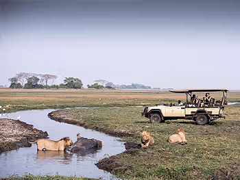 View lion on your game drive