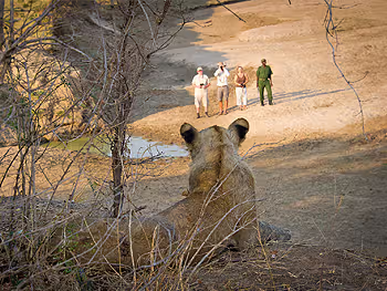 A lion watches guest on a walking safari