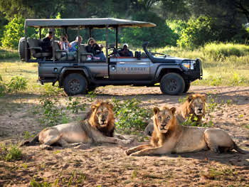Game drive on Zambia safari - lions