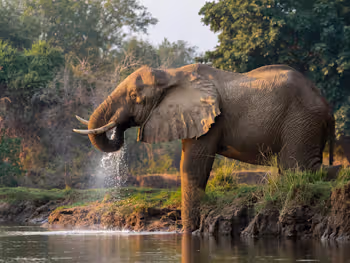 Zambia safari - elephant