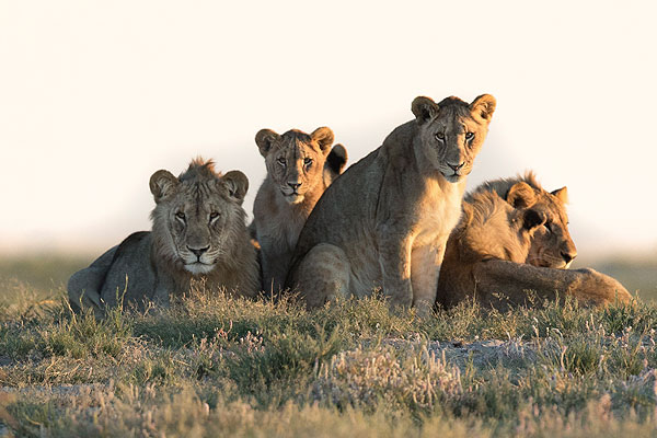 A pride of lion in Botswana