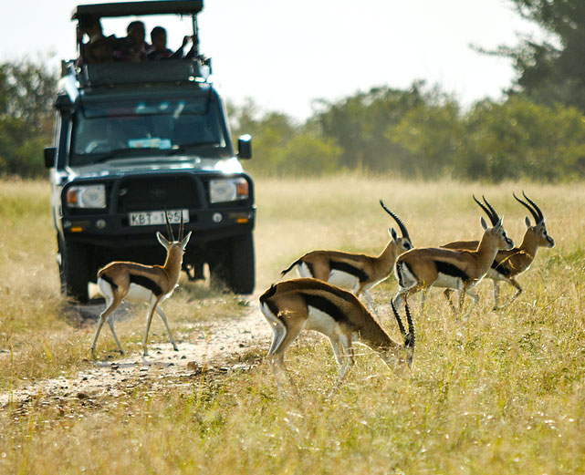 Enjoy watching springbok grazing when on a private guided safari in Botswana