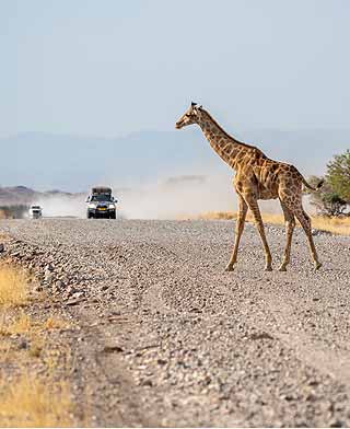 An endless landscape of the Namib Desert from a red sand dune overlooking an open plain and the distant mountains. 