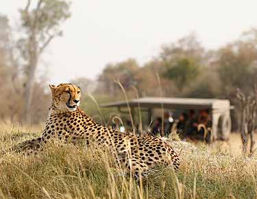 Private Guided Safaris: clients spot a leopard on a game drive