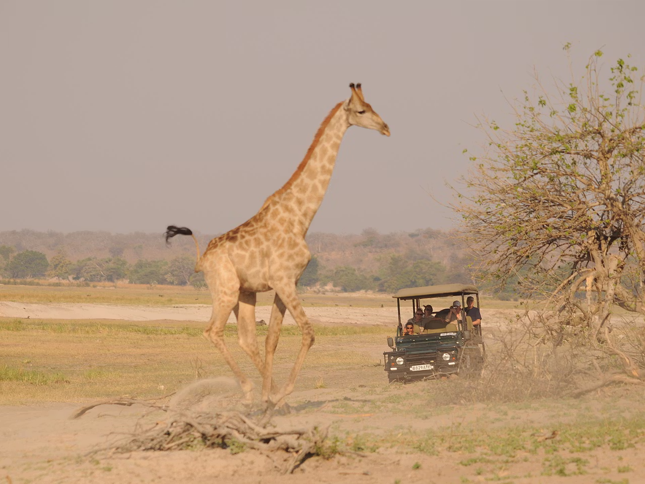 Ngoma Safari Lodge