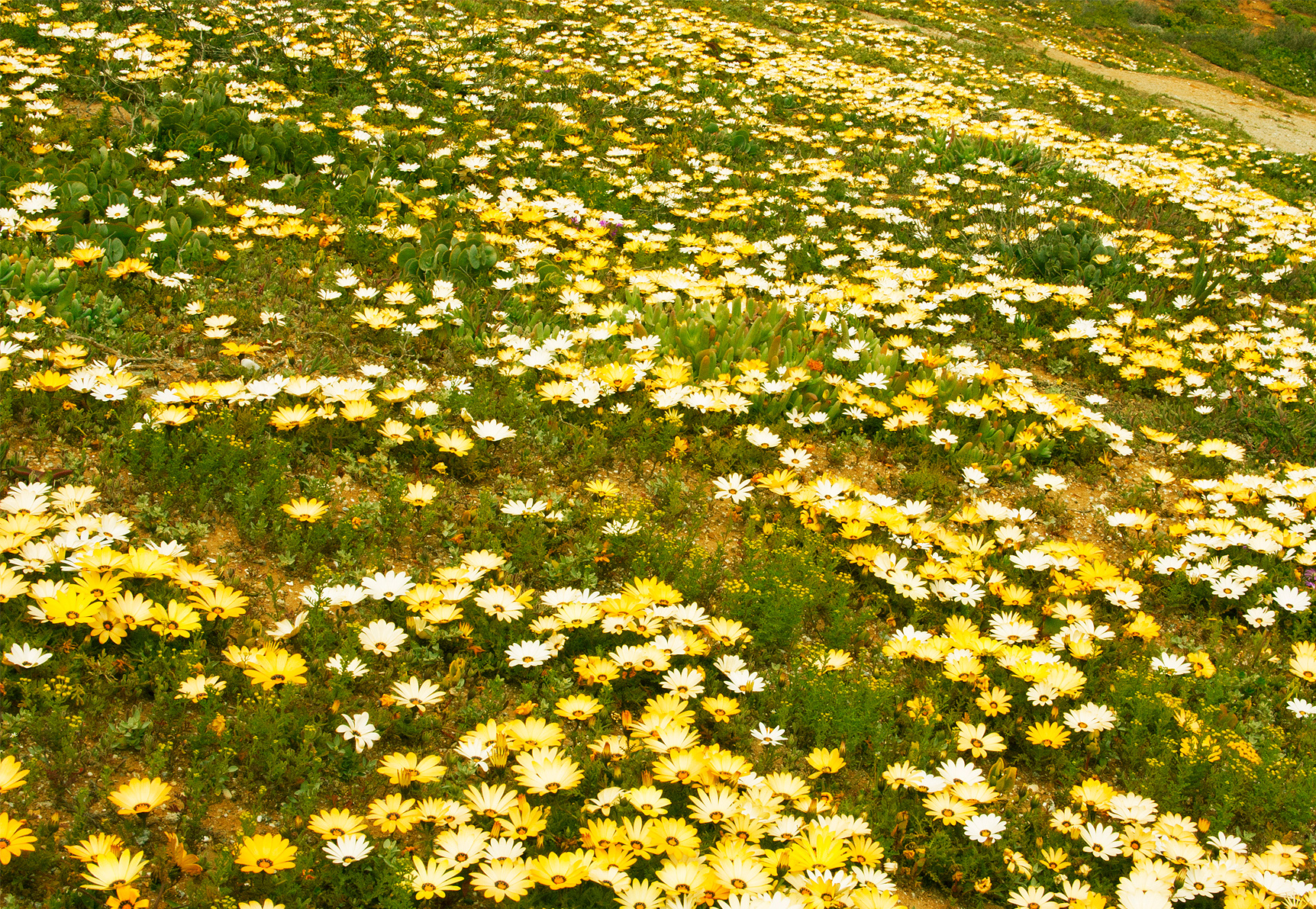 Namaqualand and Northern Cape inline image 5c346e19841e4