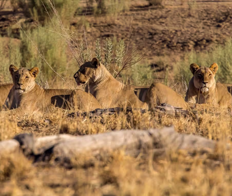Namibian Lion Trust