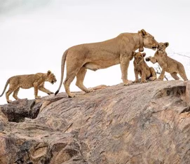 Namibian Lion Trust