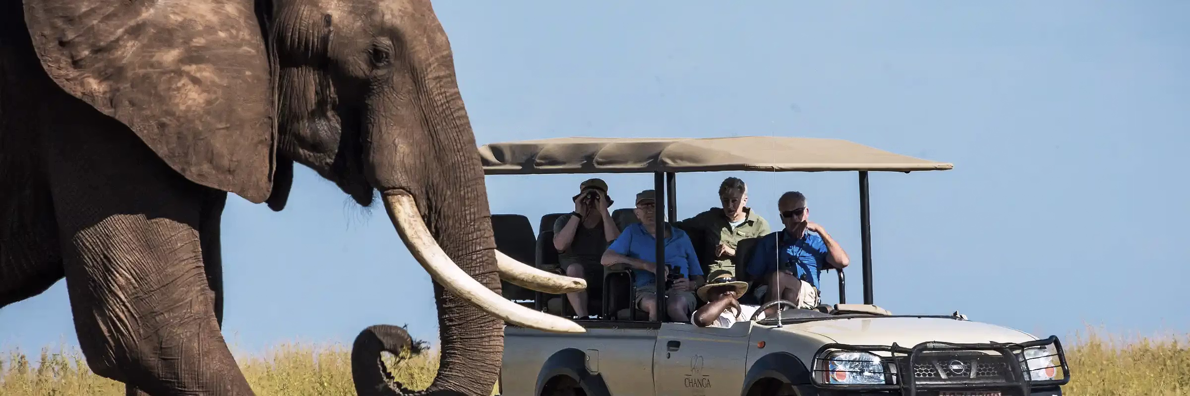 Guests on a Zimbabwean game drive safari capture the moment as they observe passing elephants.