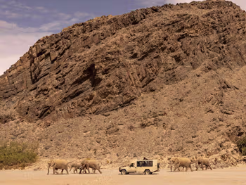 Desert elephant tracking in a game drive vehicle