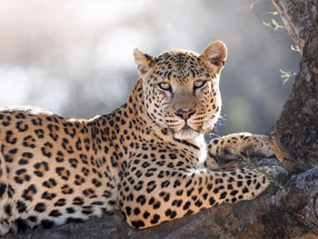 Leopard at Okonjima in Waterberg area, Central Namibia