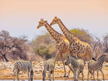 Wildlife at a waterhole in Etosha