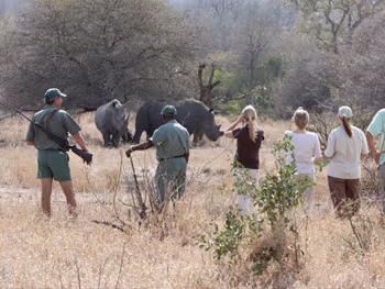 Rhino tracking on foot
