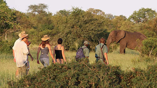 Explore Kruger park on foot