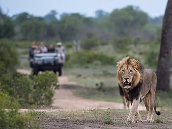 Game drives on Selati Game Reserve