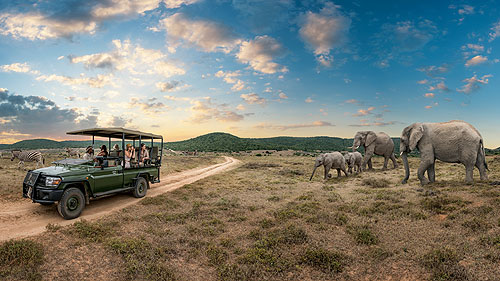 Ein Safarifahrzeug mit Gästen, die einen in der Nähe im hohen Gras grasenden Elefanten beobachten.