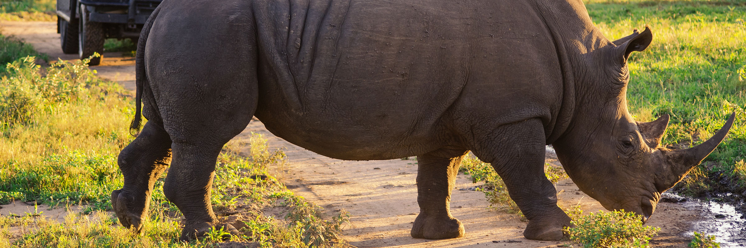 Guests on open game drive vehicle observe a rhino in Kruger National Park.