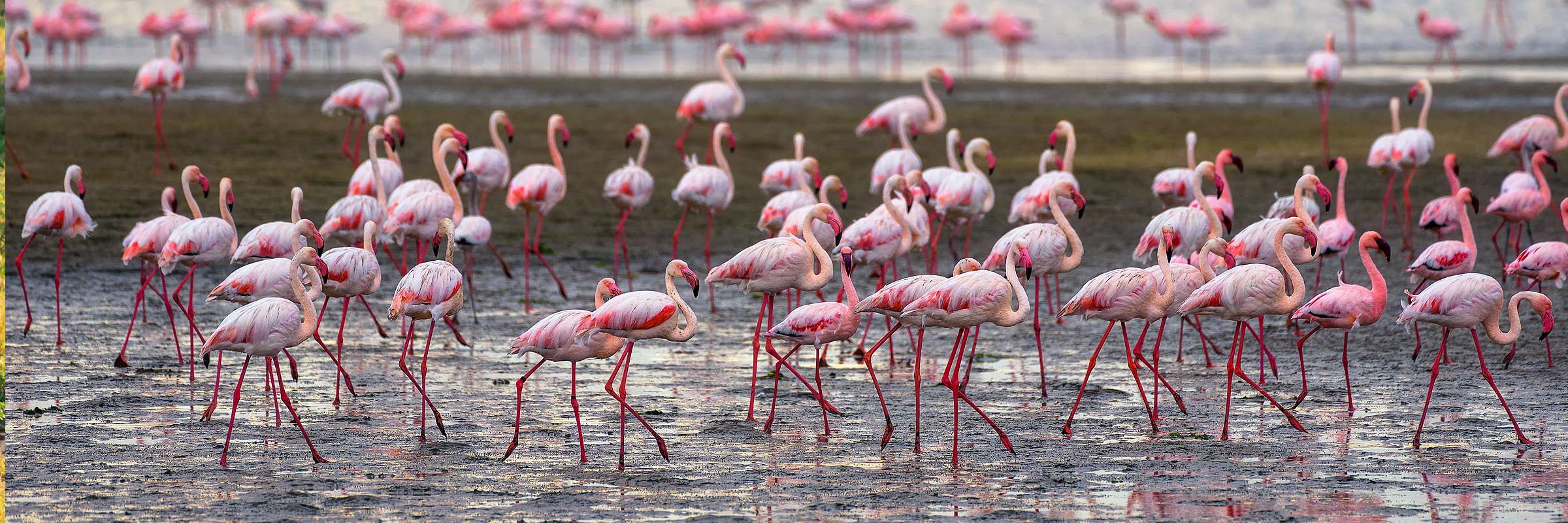 Scenic Walvis Bay shore excursion featuring flamingos in their natural habitat.