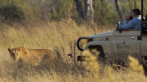 Guests encounter a lioness during a thrilling game drive adventure.