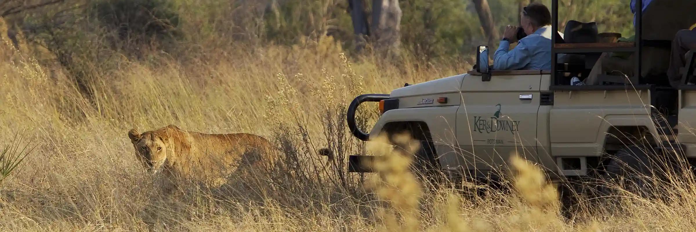 Guests encounter a lioness during a thrilling game drive adventure.