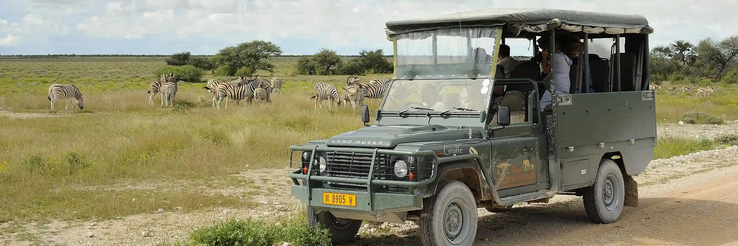 Guests enjoy a game drive in Etosha, spotting zebra and springbok in the wild.