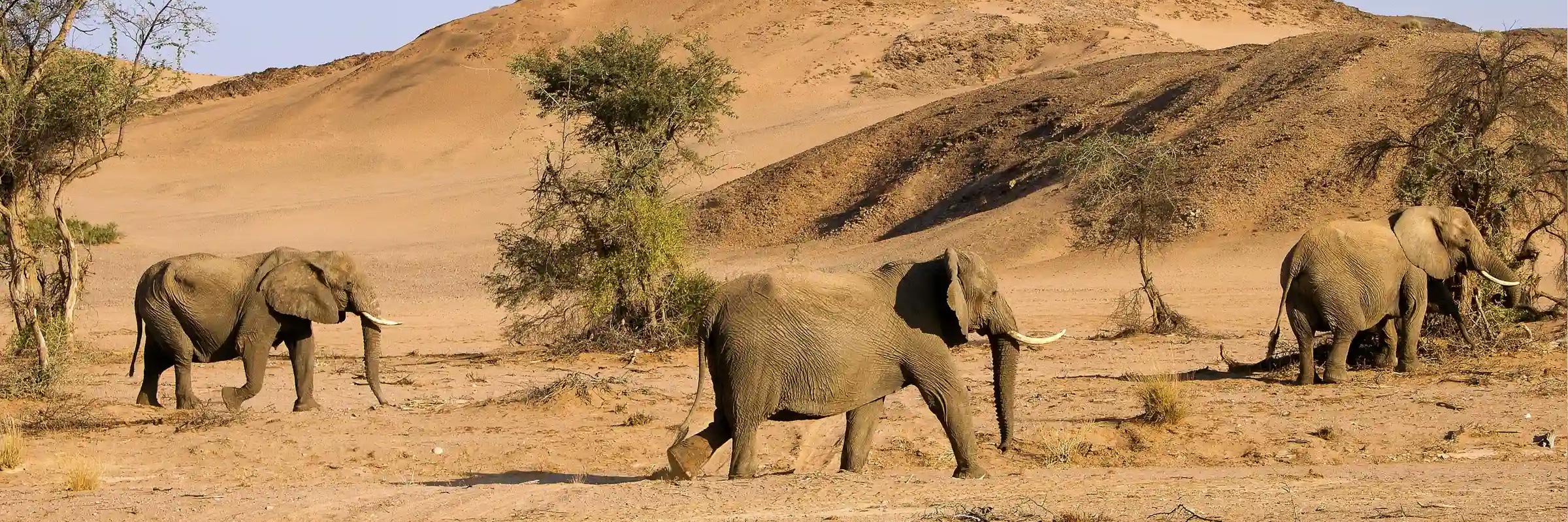 Wüsten-Elefanten durchstreifen frei die raue Wildnis des Damaralandes in Namibia.
