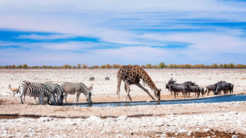Wildtiere an einem beliebten Wasserloch im Etosha-Nationalpark.