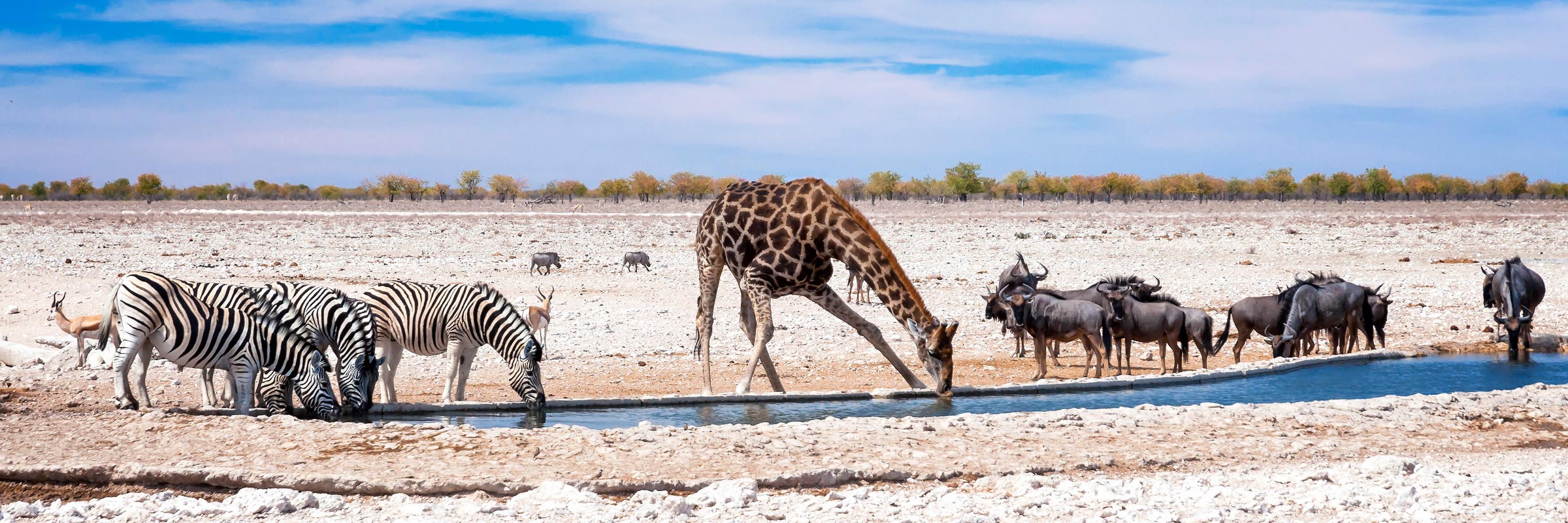 Wildtiere an einem beliebten Wasserloch im Etosha-Nationalpark.