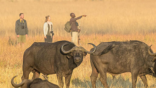 Spectacular sunset view over the bush from your lodge in the Okavango Delta.