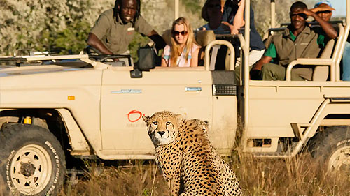 Cheetah in the foreground, with a safari vehicle of photographers in the background capturing the moment.