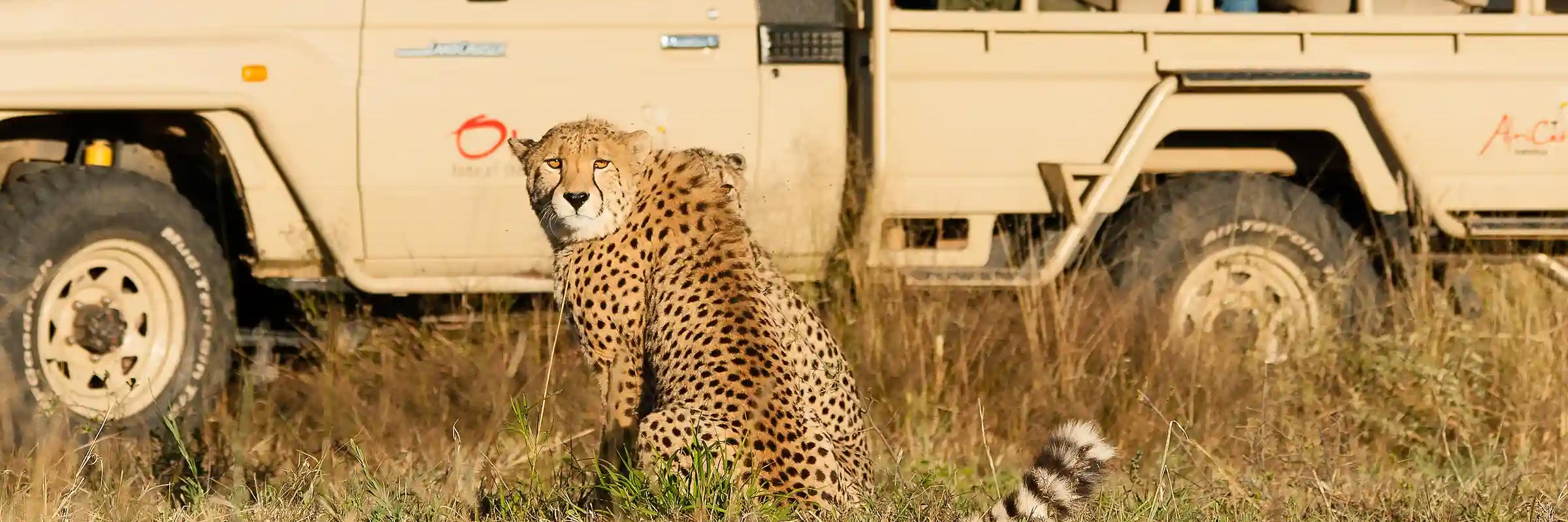 Cheetah in the foreground, with a safari vehicle of photographers in the background capturing the moment.